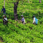 nilgiri tea harvesting