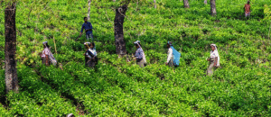 The Tea Harvesting