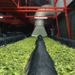 tea processing