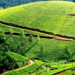 nilgiri tea estate